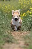 CORGI PEMBROKE 452